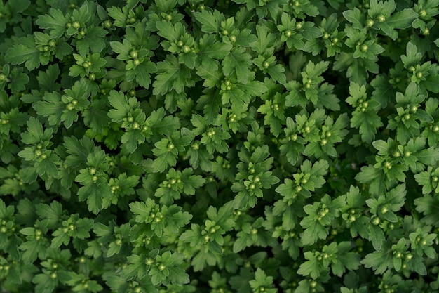 Bluming texture abstraite chrysanthème frais vert