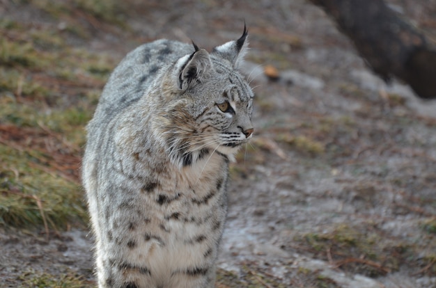 Bobcat très curieux de son environnement.