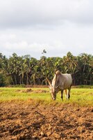 Photo gratuite boeuf blanc paissant dans un domaine agricole à goa, inde