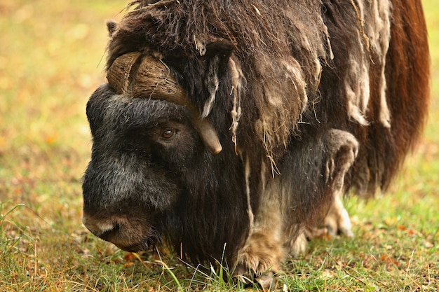 Bœuf musqué européen dans la belle prairie