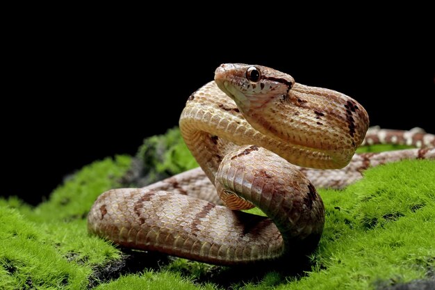 Boiga cynodon snake sur mousse avec fond noir Boiga cynodon snake closeup