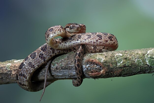 Boiga multo maculata serpent gros plan sur une branche Boiga multo maculata gros plan