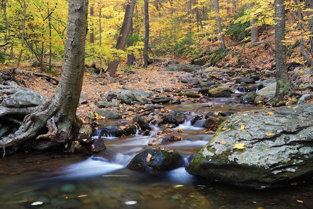 Bois d'automne avec érables jaunes et ruisseau avec rochers et feuillage en montagne.