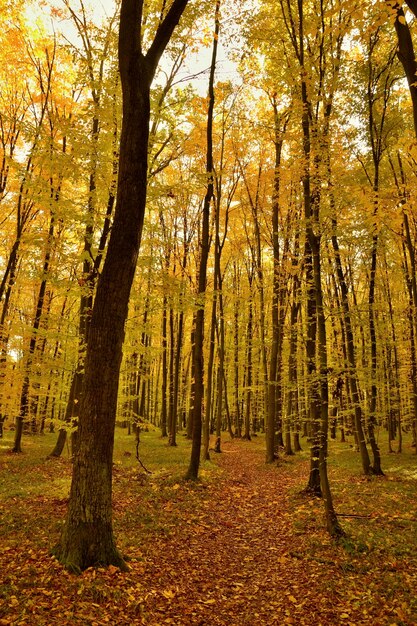 &quot;Bois aux feuilles dorées&quot;