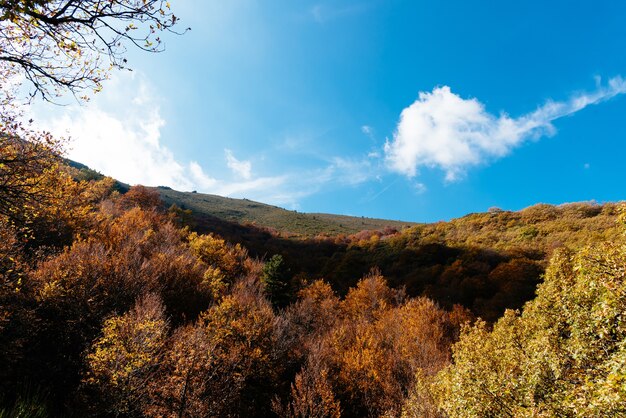 Bois de hêtre de Pedrosa, Riaza, Segovia, Espagne