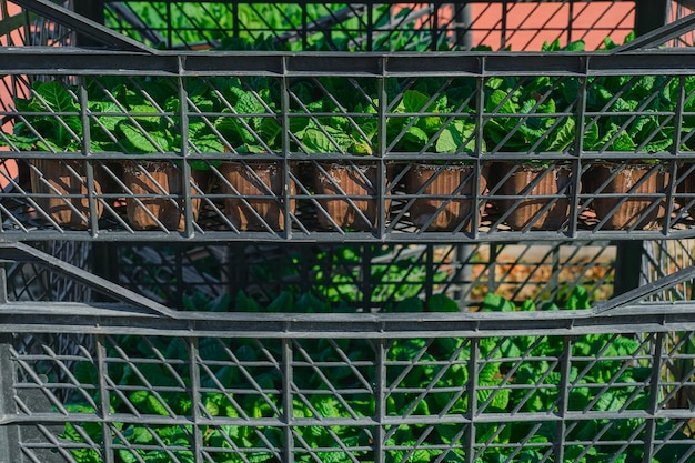 Boîtes avec des fleurs préparant des plantes pour la plantation plantation de fleurs de primevère printanière dans le parc bonjour printemps jardinage au printemps