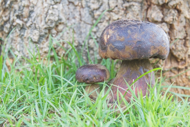 Photo gratuite bolete