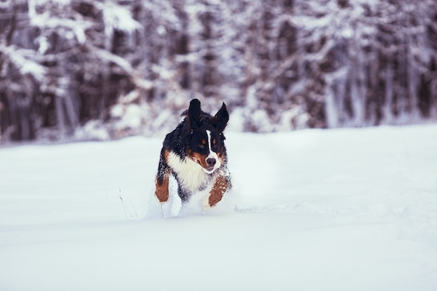 Le bon chien qui court le long du parc