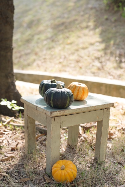 Bonne récolte de citrouilles