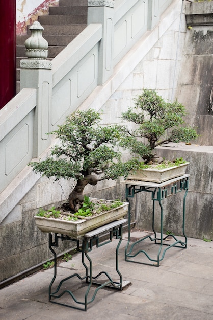 Photo gratuite bonsai arbres