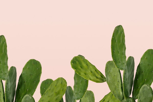 Photo gratuite bordure de cactus sur fond rose