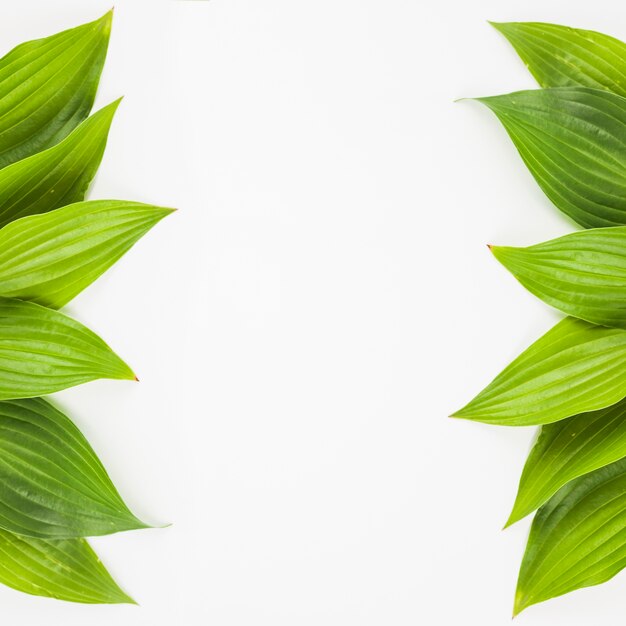 Bordure faite de feuilles vertes fraîches sur fond blanc