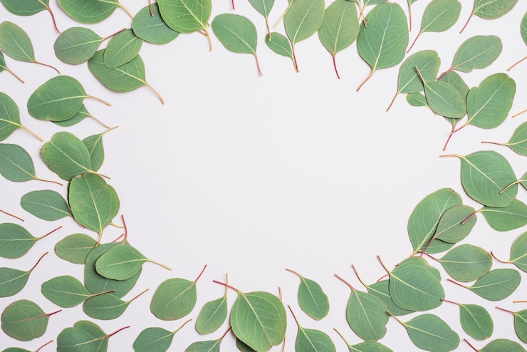 Photo gratuit bordure de feuilles vertes