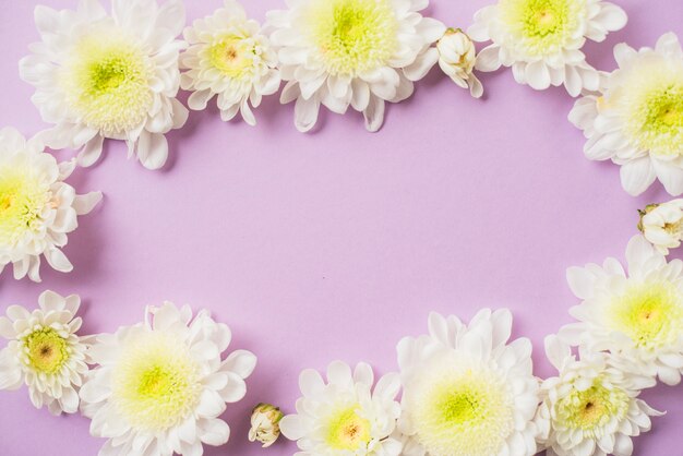 Bordure de marguerites blanches