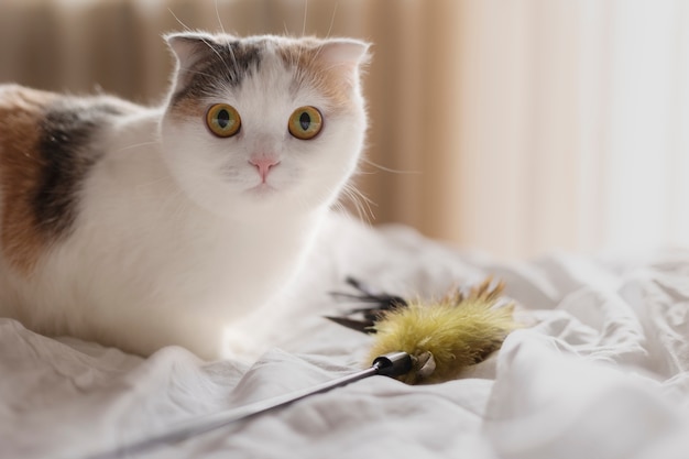 Bouchent portrait sur beau chat