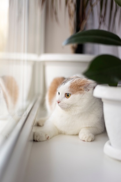 Bouchent portrait sur beau chat