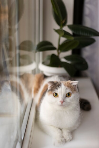 Bouchent portrait sur beau chat