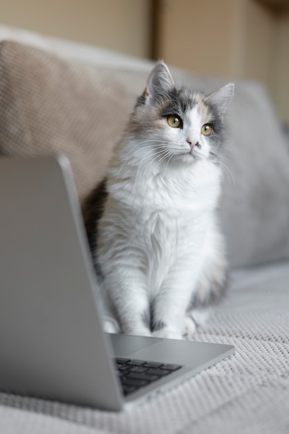 Bouchent portrait sur beau chat