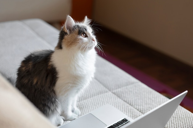 Bouchent portrait sur beau chat