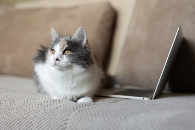 Bouchent portrait sur beau chat