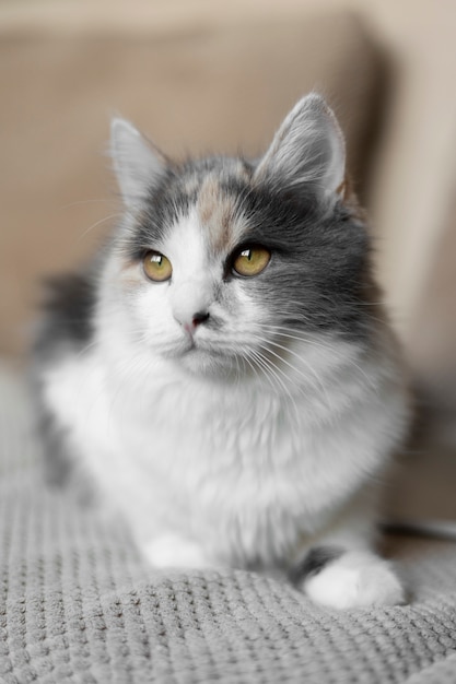 Bouchent portrait sur beau chat