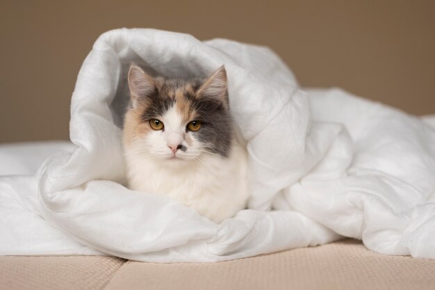 Bouchent portrait sur beau chat