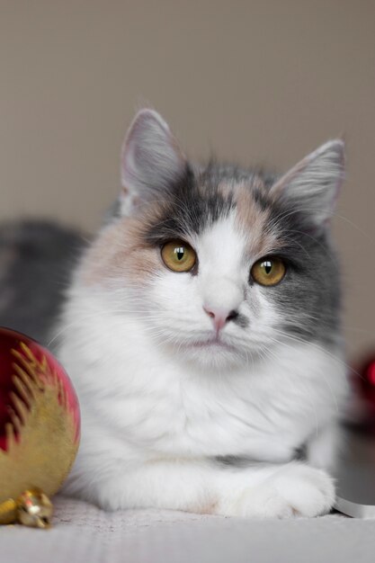 Bouchent portrait sur beau chat