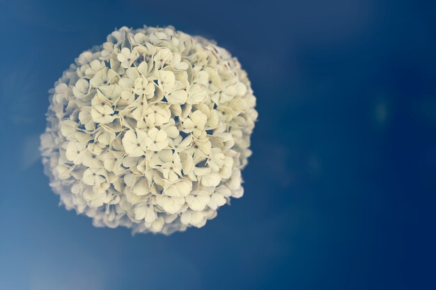 Boule de fleurs dans un fond bleu