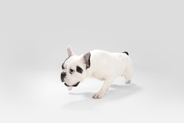 Bouledogue français jeune chien pose mignon chien blanc noir ludique ou animal de compagnie sur fond blanc Concept de mouvement d'action de mouvement