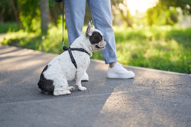 Bouledogue français mâle ayant reste sur la route dans le parc