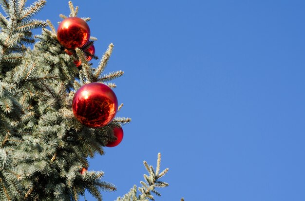 boules rouges sur un pin avec un fond bleu