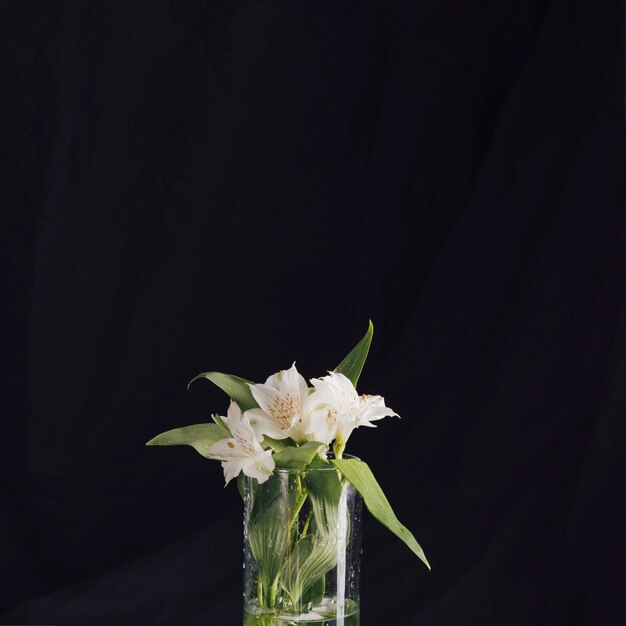 Bouquet de belles fleurs blanches fraîches dans un vase