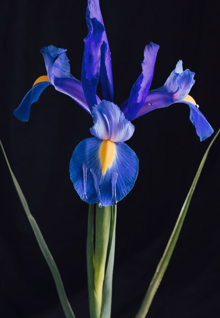 Bouquet de belles fleurs bleues fraîches