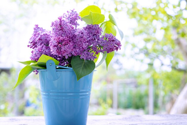 Bouquet de branches lilas dans un seau bleu.