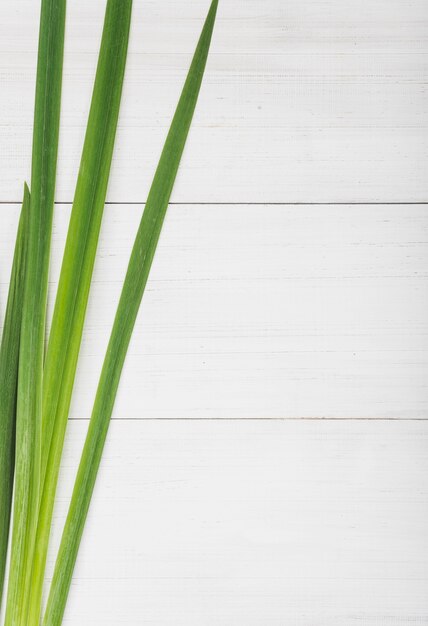 Bouquet de feuilles de plantes longues