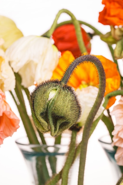Photo gratuite bouquet de fleurs de marguerite et de pavot