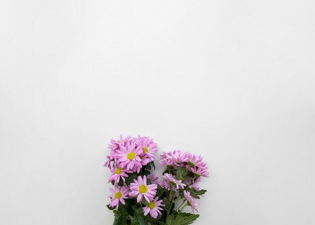 Bouquet de fleurs de Marguerite Rose sur fond de toile de fond blanche