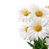 Photo gratuite bouquet de fleurs de marguerites sur blanc isolé