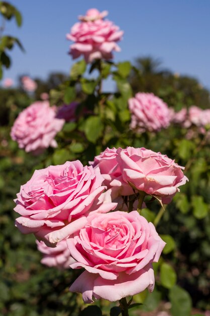 Bouquet de jolies roses roses dans la nature
