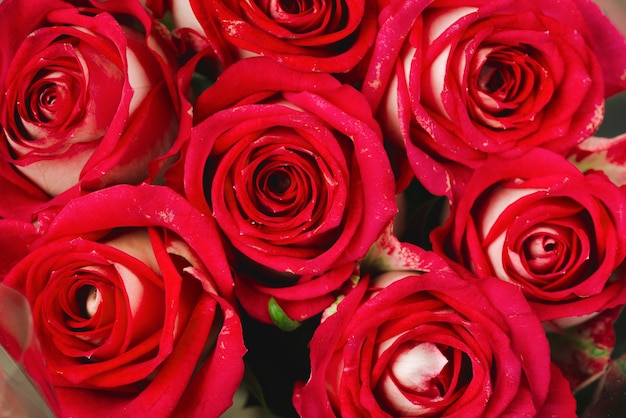 Bouquet de jolies roses