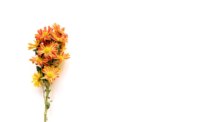 Photo gratuit bouquet de marguerites orange