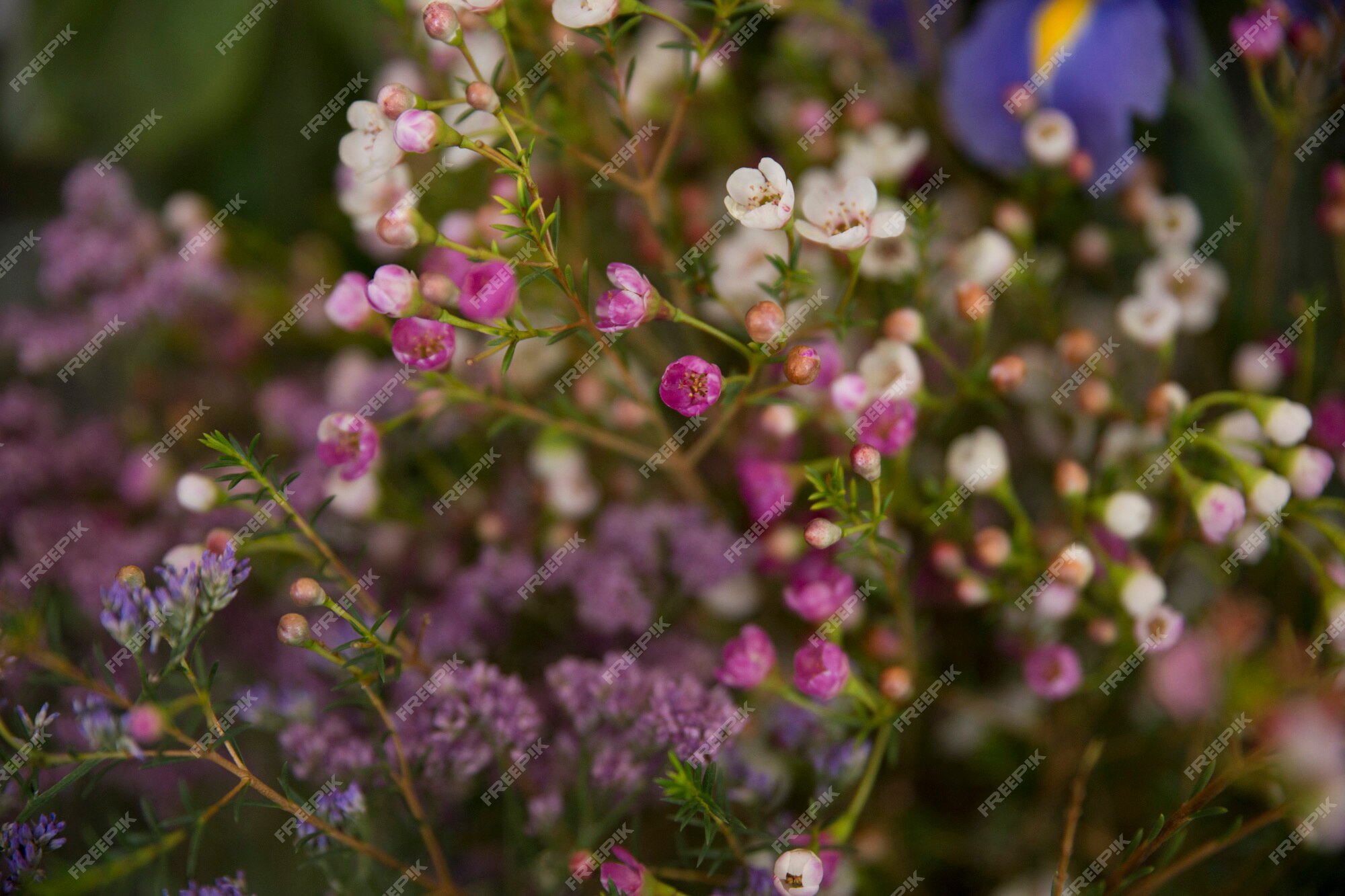 Bouquet De Petites Fleurs Violettes Et Blanches | Photo Gratuite