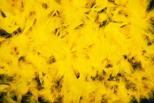 Bouquet de plumes jaunes