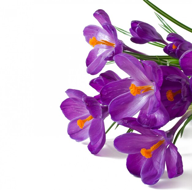 Bouquet de printemps de crocus violets isolé