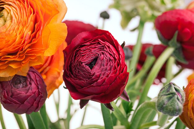 Bouquet de Ranunkulyus de fleurs rouges sur un espace blanc. carte de voeux