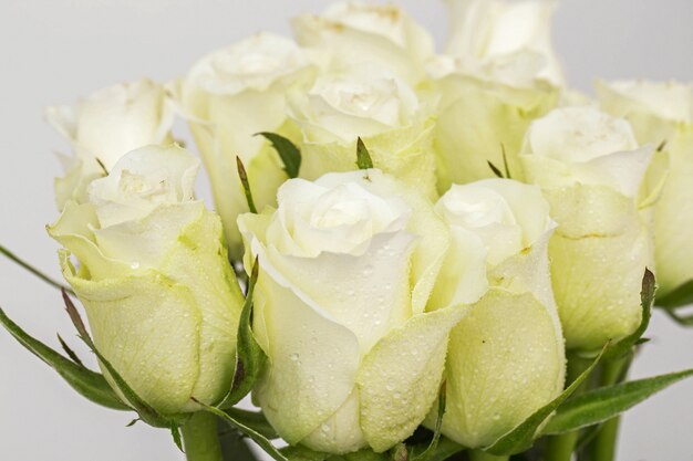 Bouquet de roses blanches