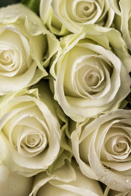 Bouquet de roses blanches