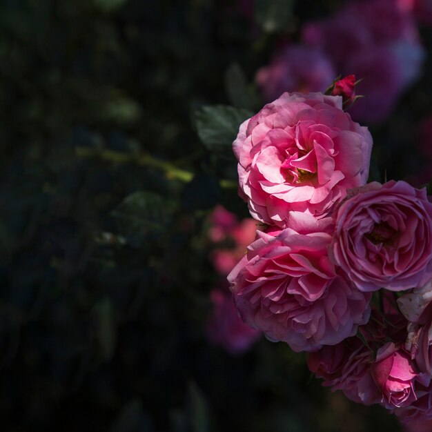 Bouquet de roses sur le buisson