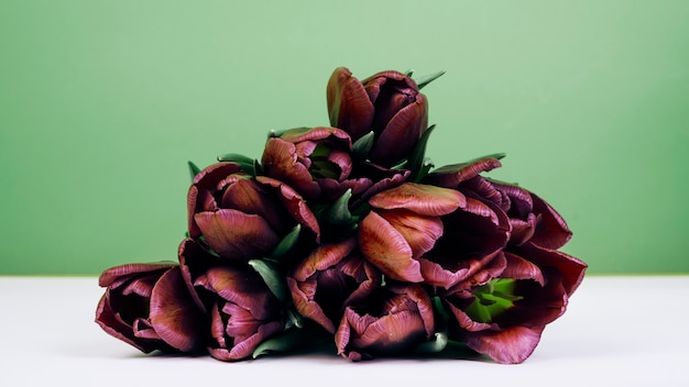 Bouquet de tulipes sur double fond blanc et vert