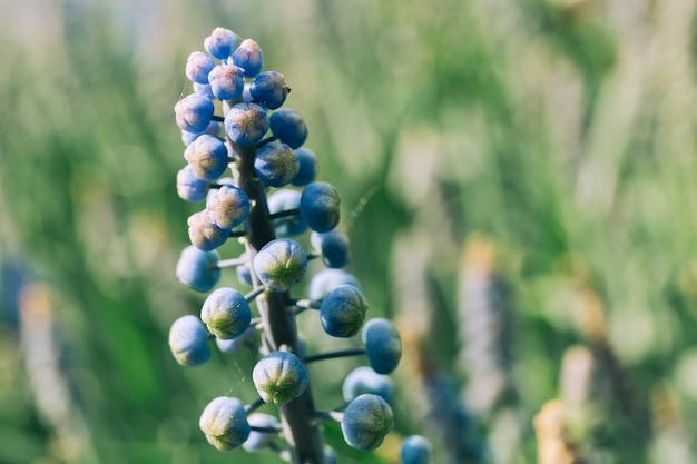 Bourgeon commun de fleur de jacinthe de raisin